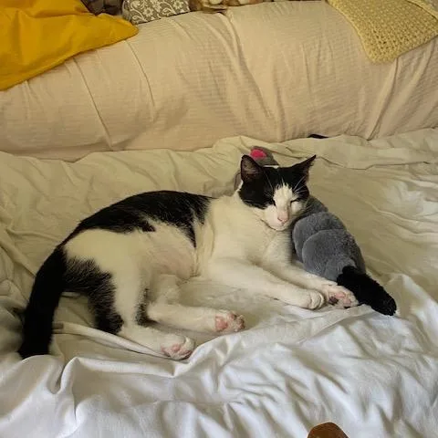 A young medium-sized male Black Domestic Short Hair cat named Twin for adoption in Hedgesville, WV