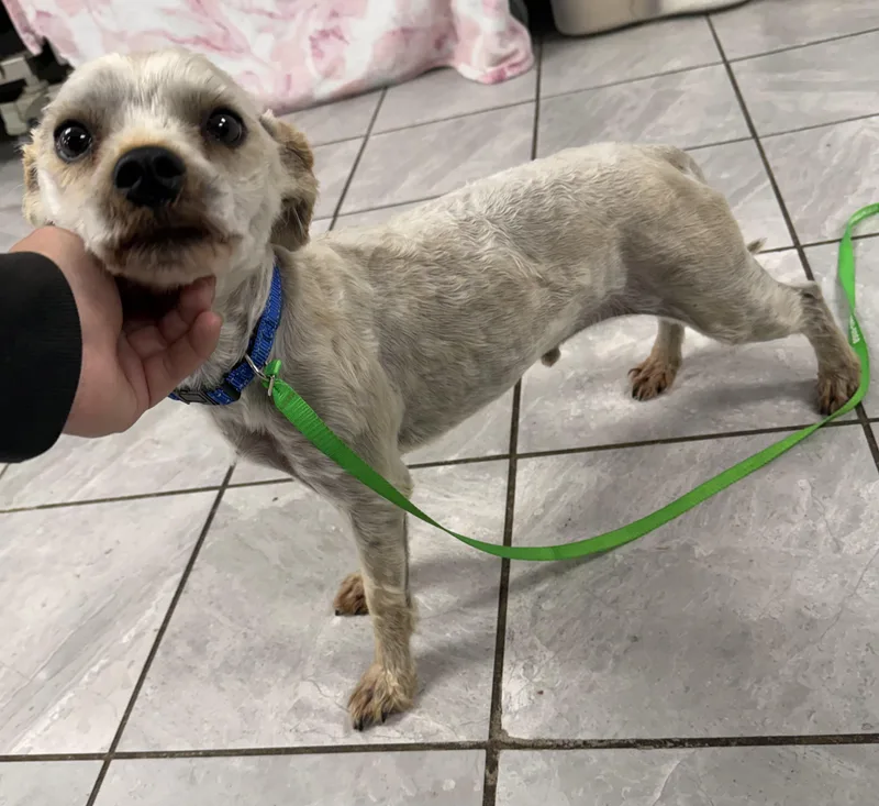 An adult small-sized male Apricot / Beige Terrier dog named Cash for adoption in Lexington, KY