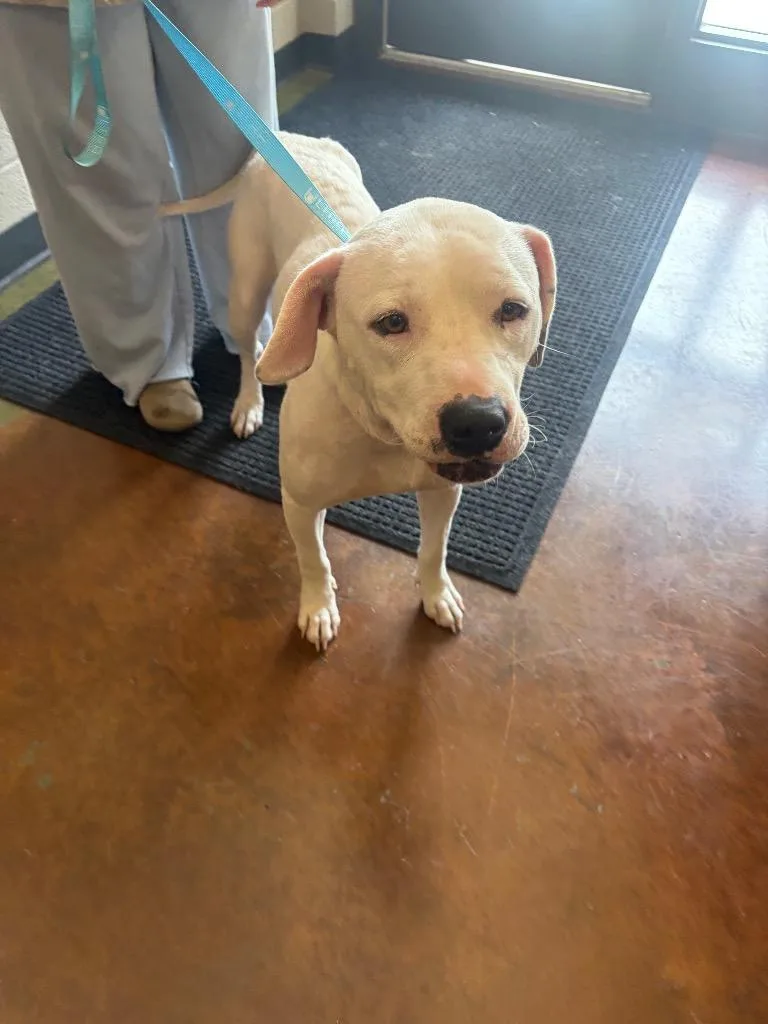 An adult large-sized female Mixed Breed dog named Keke for adoption in Gallatin, TN