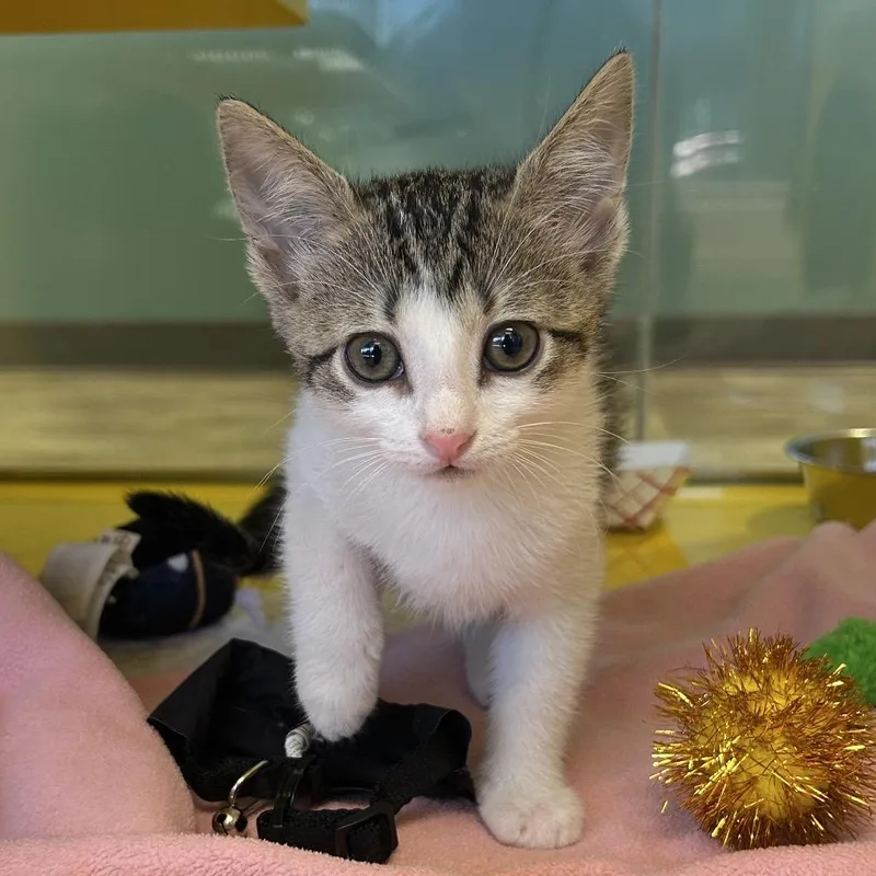 A baby small-sized female Gray / Blue / Silver Domestic Short Hair cat named Zeep for adoption in Abilene, TX
