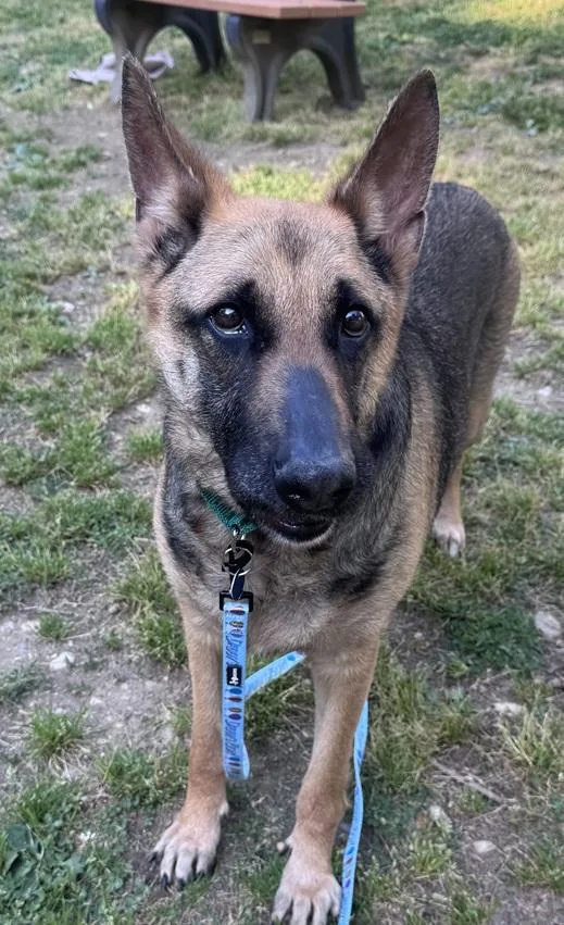 An adult extra large-sized female Black Mixed Breed dog named Suzie for adoption in Alexandria, VA