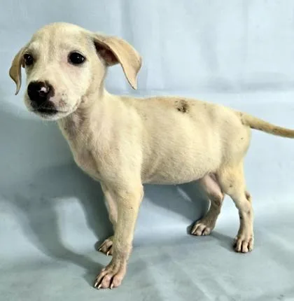 A baby large-sized female Labrador Retriever dog named Dancer for adoption in Morton Grove, IL