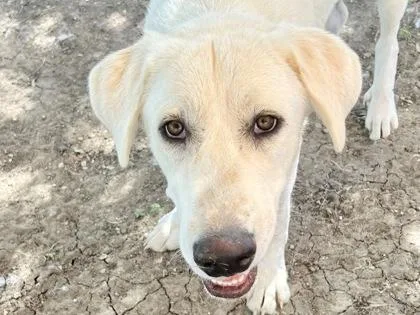 An adult large-sized male White / Cream Mixed Breed dog named Doodlebob for adoption in Georgetown, TX
