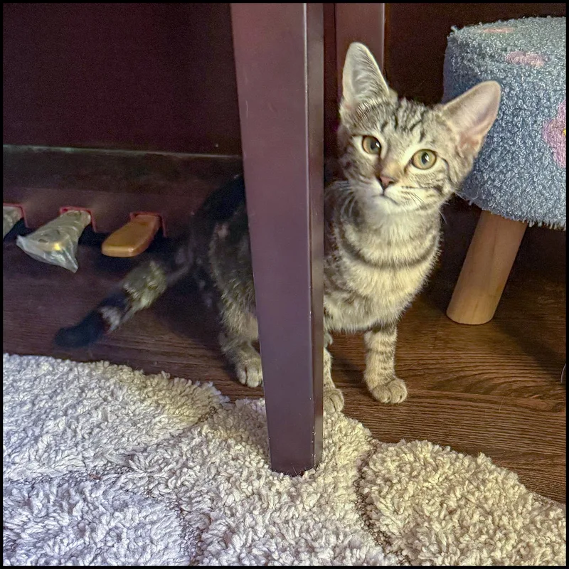 A young medium-sized female Tabby (Brown / Chocolate) Domestic Short Hair cat named Anna for adoption in Roswell, GA