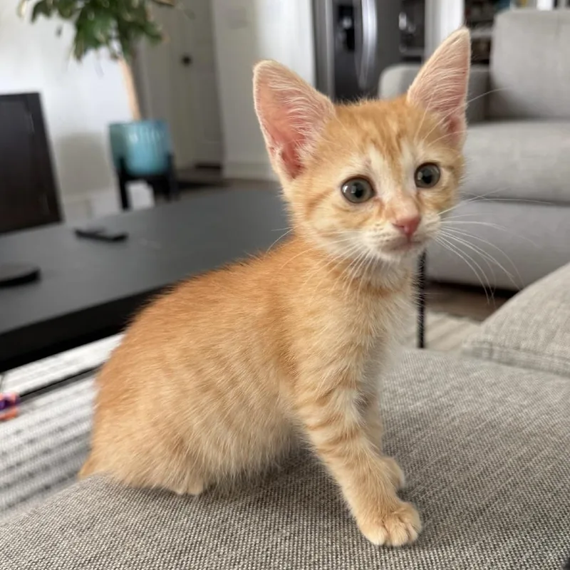 A baby small-sized male Orange / Red Domestic Short Hair cat named Uno Reverse for adoption in Austin, TX