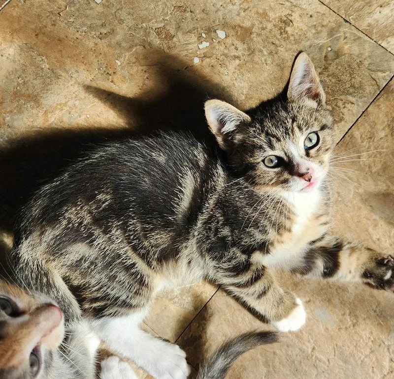 A baby medium-sized male Brown / Chocolate Domestic Short Hair cat named Tico for adoption in Candler, NC