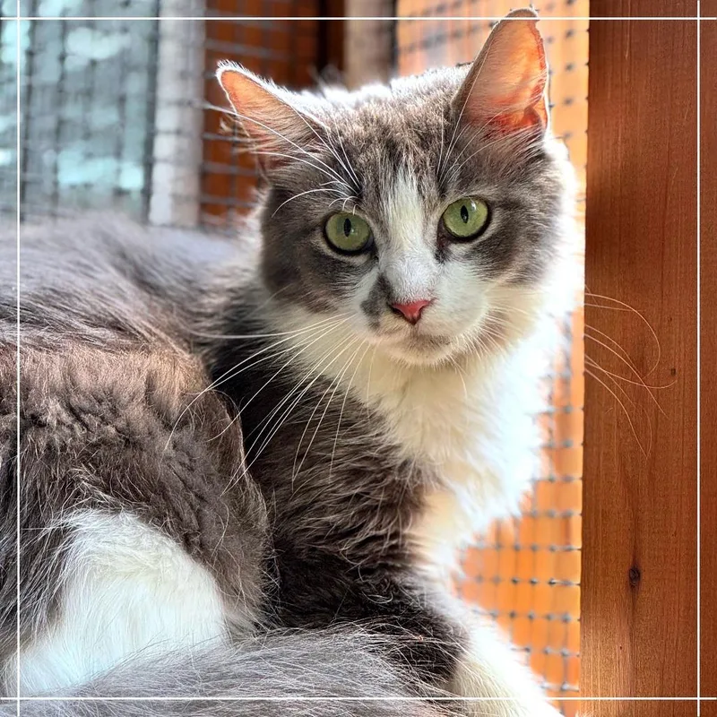 Dust Bunny thumbnail 2