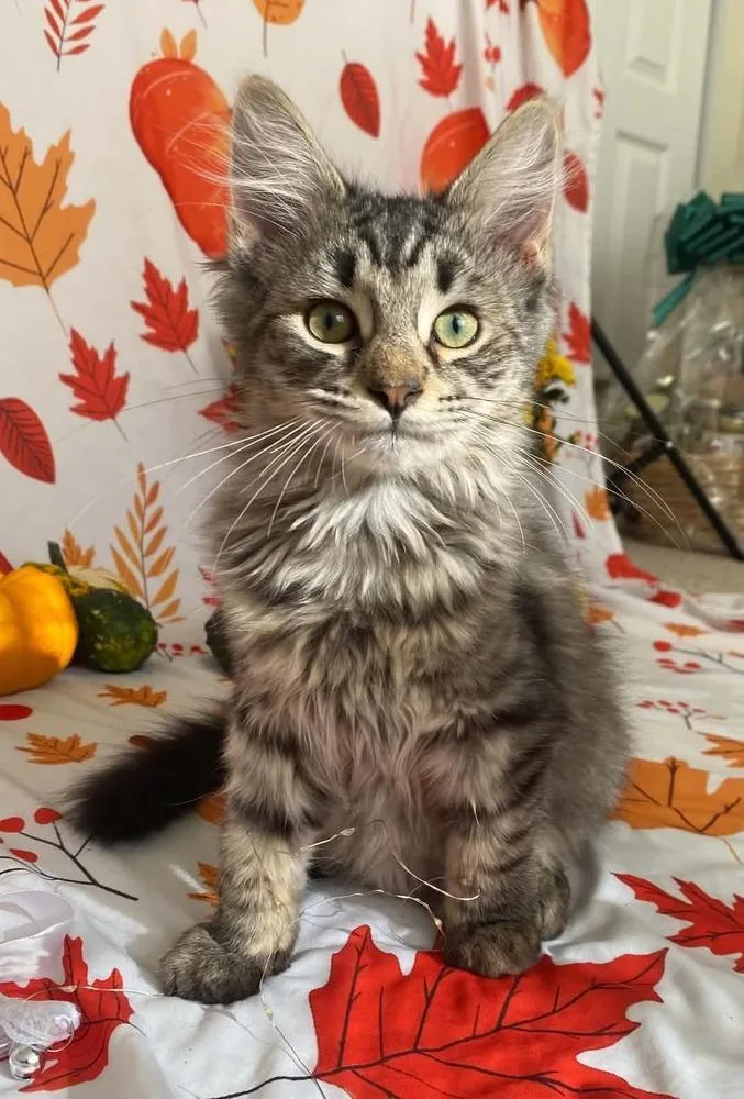 A baby small-sized male Brown / Chocolate Domestic Long Hair cat named Nightshade for adoption in Milton, DE