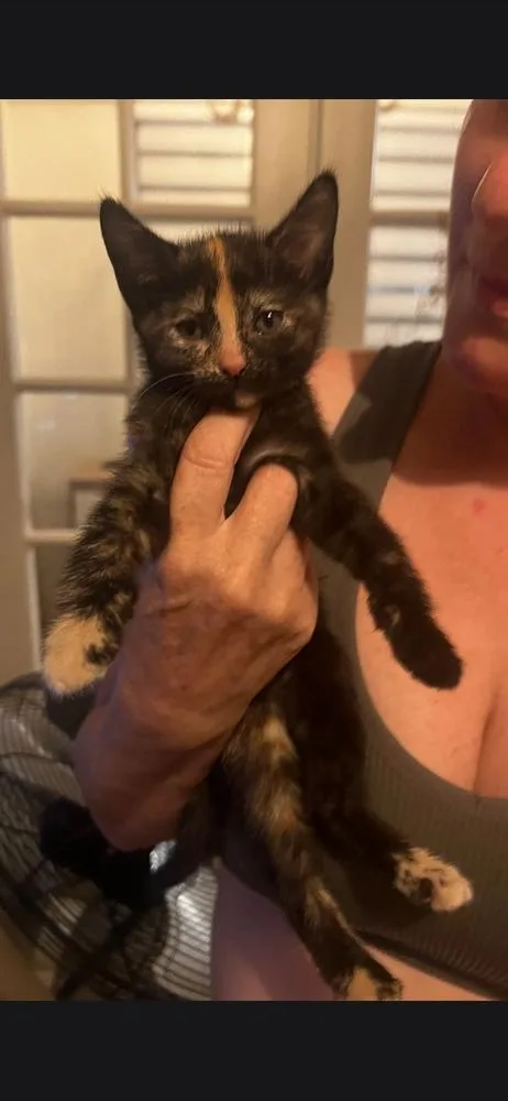 A baby small-sized female Black & White / Tuxedo Calico cat named Mochi for adoption in Hudson, NH