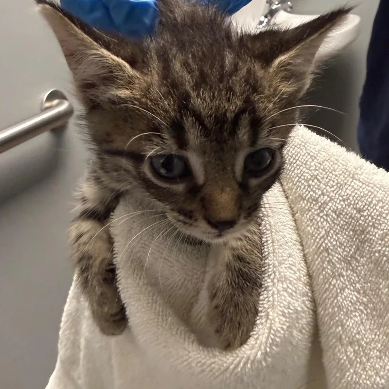 A baby small-sized male Gray / Blue / Silver Domestic Short Hair cat named Fresno for adoption in Allentown, PA