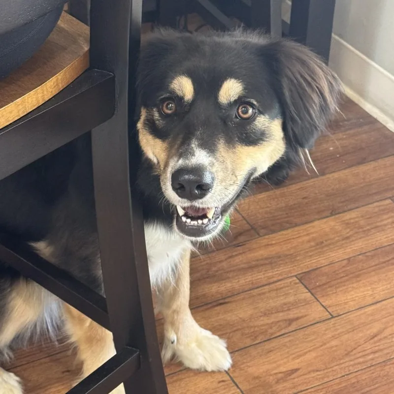 An adult medium-sized female Black Australian Shepherd dog named Hazel for adoption in Ojai, CA