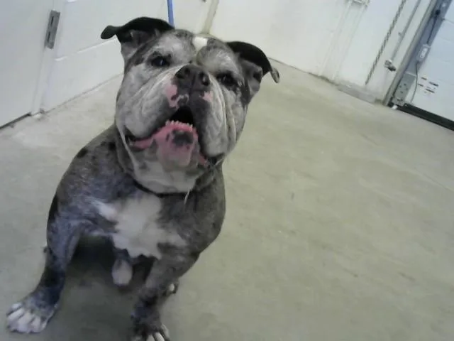 An adult large-sized male English Bulldog dog named Sterling for adoption in Toledo, OH