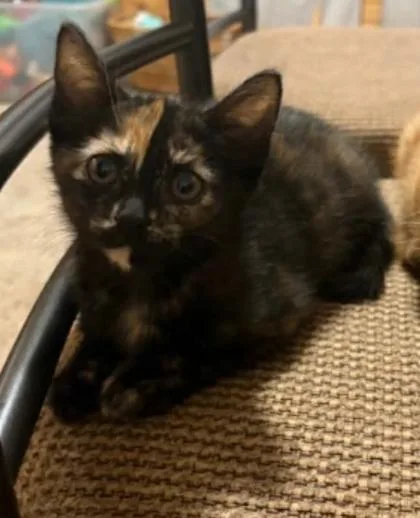 A baby medium-sized female Tortoiseshell Domestic Short Hair cat named Cleo for adoption in Warr Acres, OK