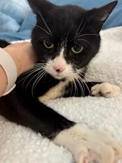 Goti The Lap Cat thumbnail 2