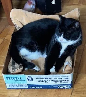 Goti The Lap Cat thumbnail 3