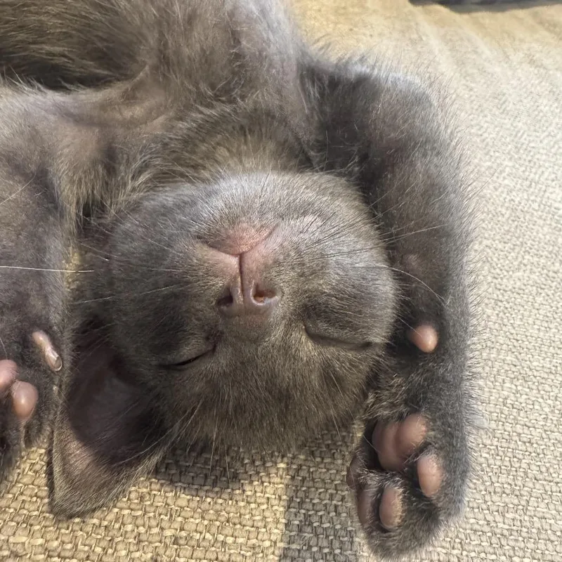 A baby small-sized male Gray / Blue / Silver Domestic Short Hair cat named Skipper for adoption in Talent, OR