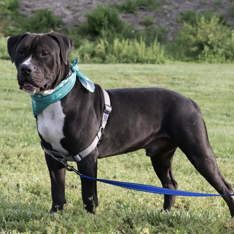 A young large-sized male Gray / Blue / Silver Mixed Breed dog named Brennan Pp for adoption in St Joseph, MO