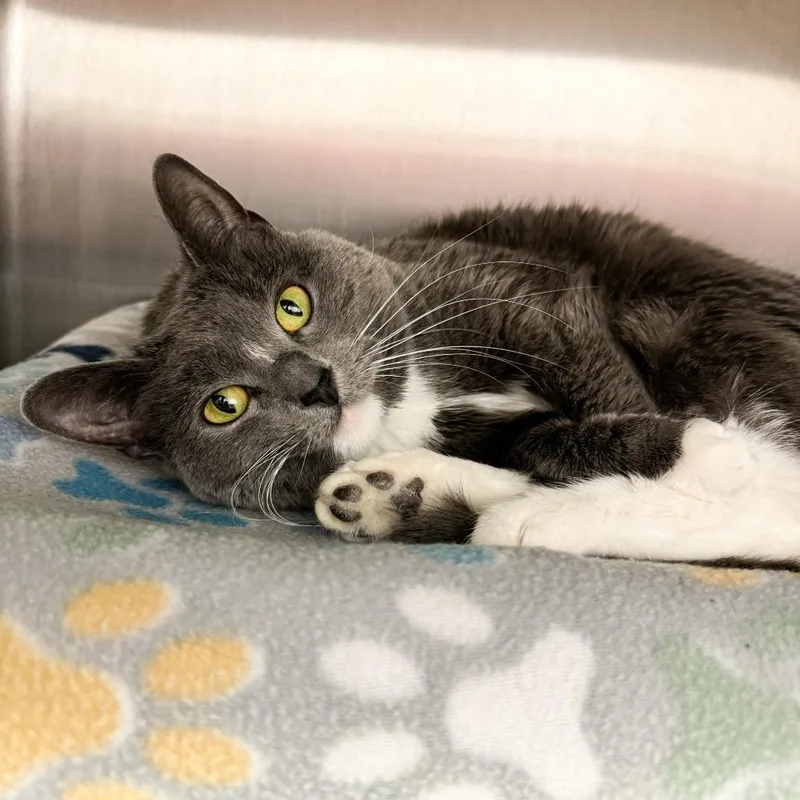 An adult medium-sized female Gray / Blue / Silver American Shorthair cat named Lily And Rosie for adoption in Fort Wayne, IN