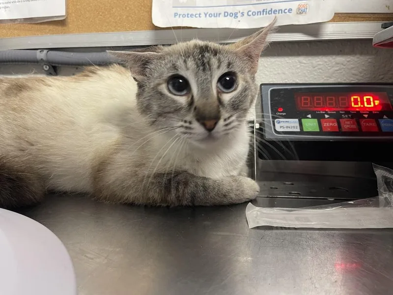 A young medium-sized female Siamese cat named Jaguar for adoption in Bolivar, MO