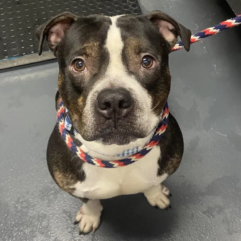 An adult medium-sized male Gray / Blue / Silver Mixed Breed dog named Macho Man for adoption in Allentown, PA