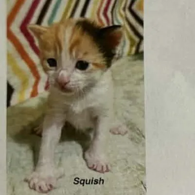 A baby small-sized female Calico Domestic Short Hair cat named Squish for adoption in Bentonville, AR
