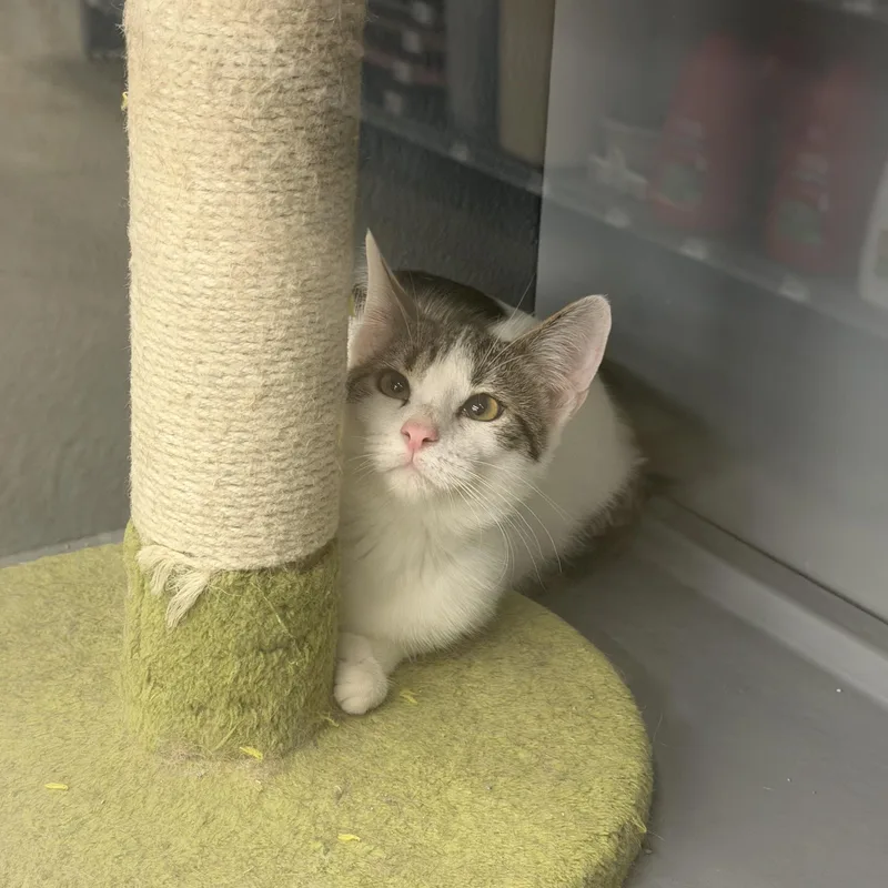 A young medium-sized female Tabby (Brown / Chocolate) Domestic Short Hair cat named Ph for adoption in fennville, MI