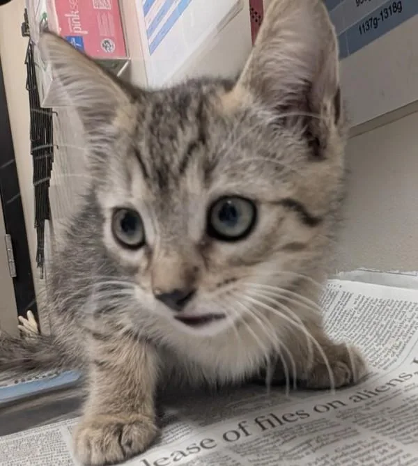 A baby small-sized female Domestic Short Hair cat named D.w for adoption in El Cajon, CA