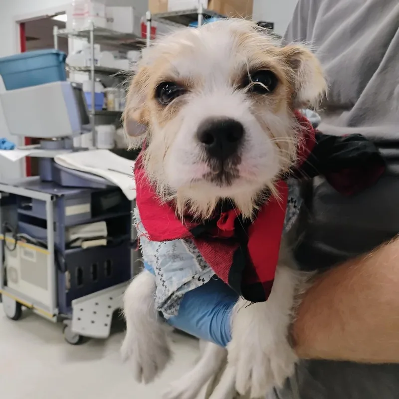 An adult small-sized female White / Cream Jack Russell Terrier dog named Kaber for adoption in East Saint Louis, IL