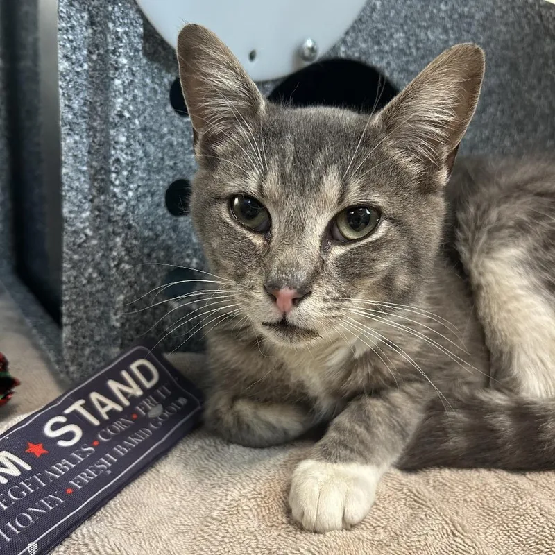 A young medium-sized male Gray / Blue / Silver Domestic Short Hair cat named Kyle for adoption in Birdsboro, PA