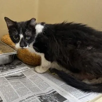 An adult medium-sized female Black & White / Tuxedo Domestic Short Hair cat named Nemo for adoption in Converse, TX