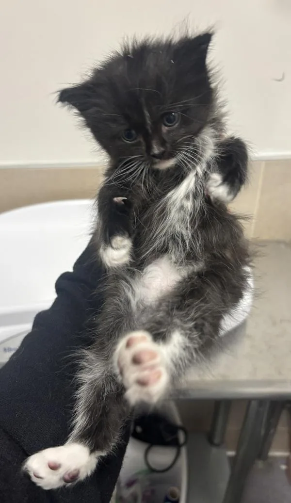 A baby medium-sized male Domestic Medium Hair cat named Homer for adoption in Stratham, NH