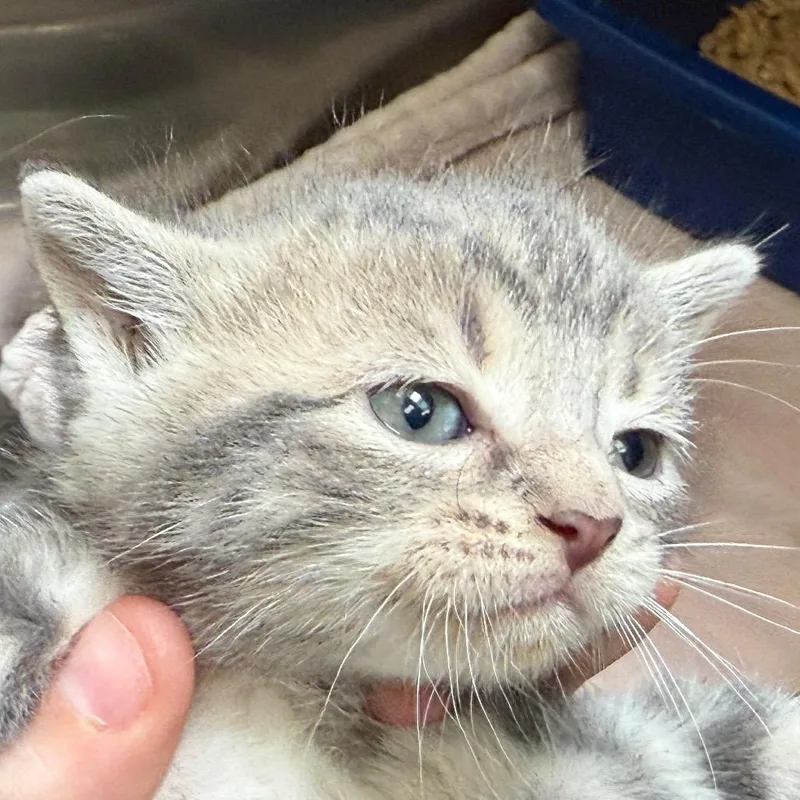 Silverwing