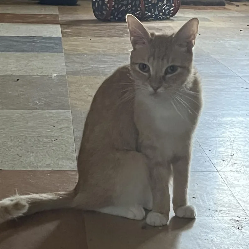 Buckwheat thumbnail 2