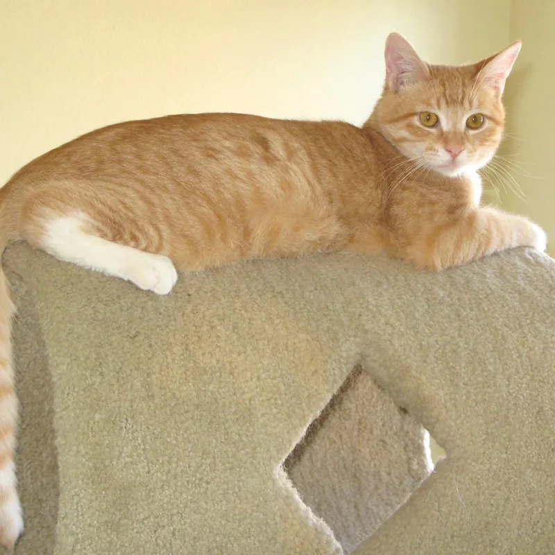 Buckwheat thumbnail 3