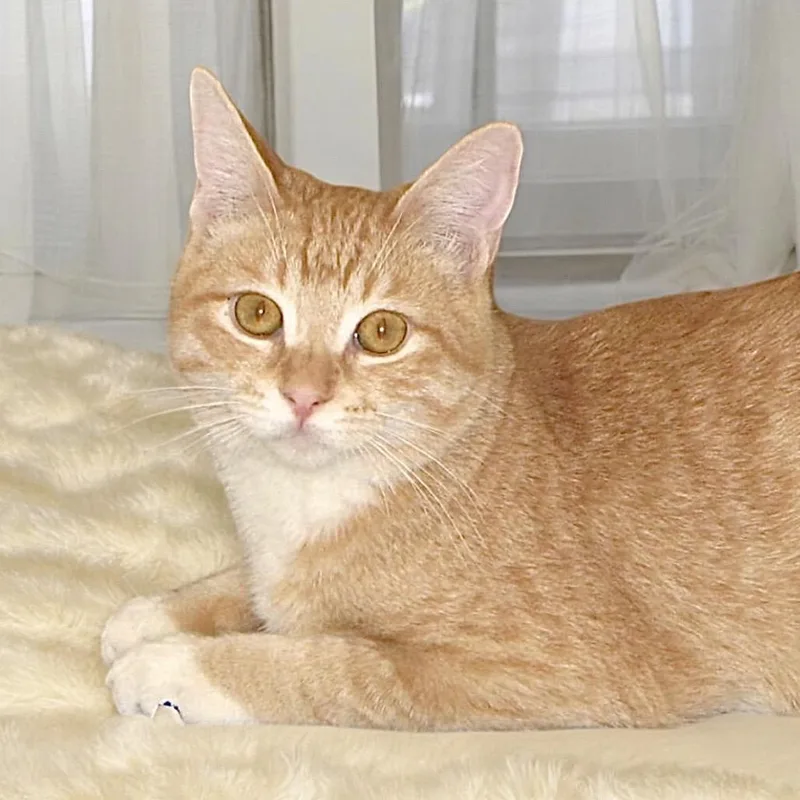 Buckwheat thumbnail 4