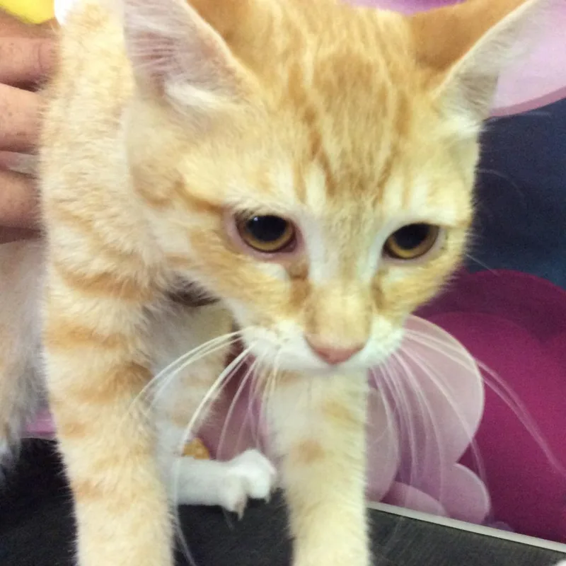 Buckwheat thumbnail 5