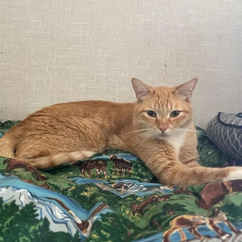 Buckwheat thumbnail 6