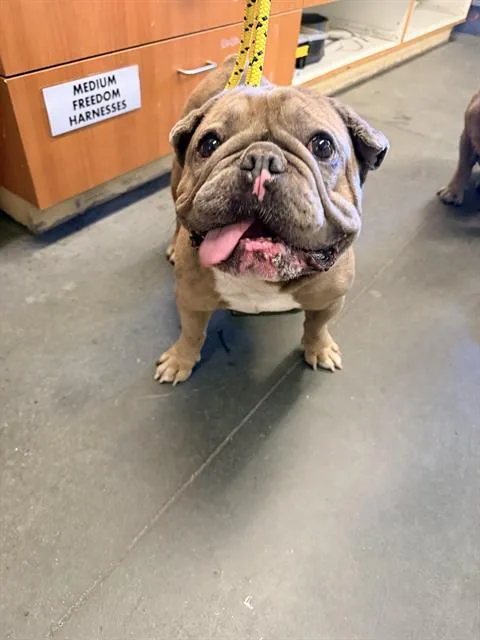 An adult medium-sized male French Bulldog dog named Trouble for adoption in Santa Cruz, CA