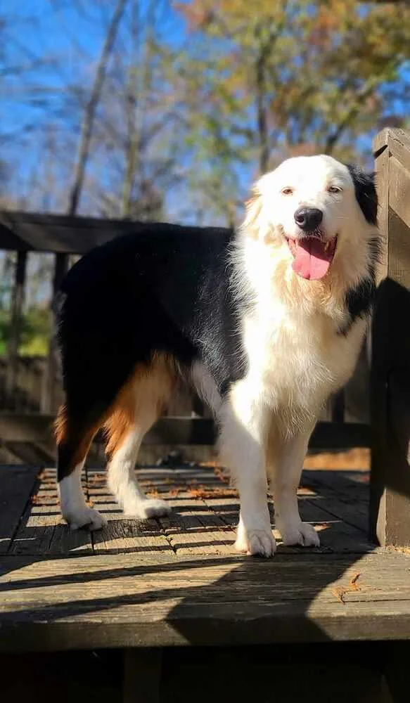 An adult medium-sized male Australian Shepherd dog named Dade for adoption in Troy, IL