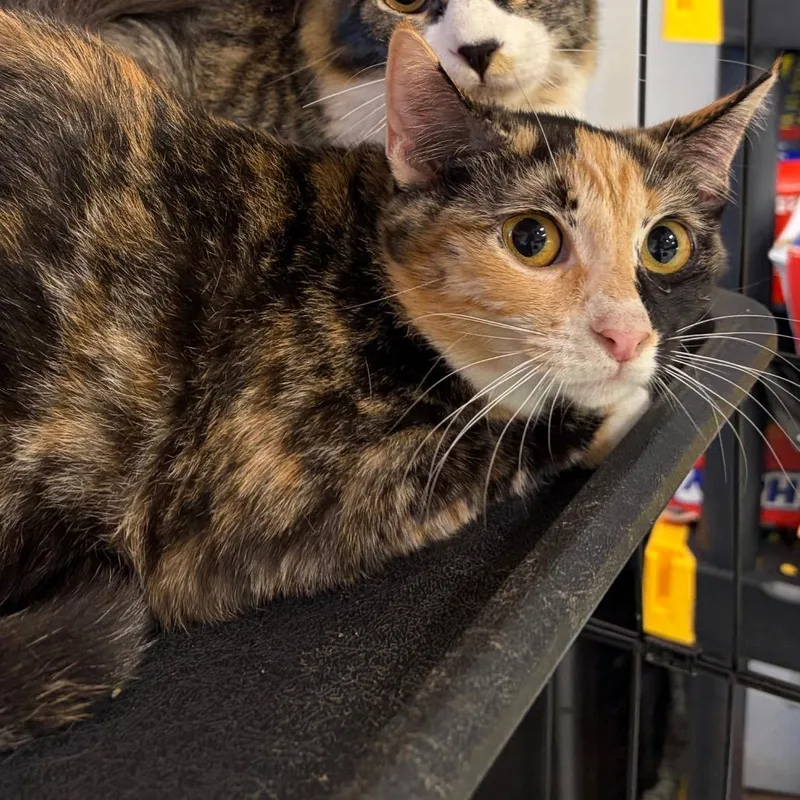 A young small-sized female Domestic Medium Hair cat named Elena for adoption in Fredericksburg, TX