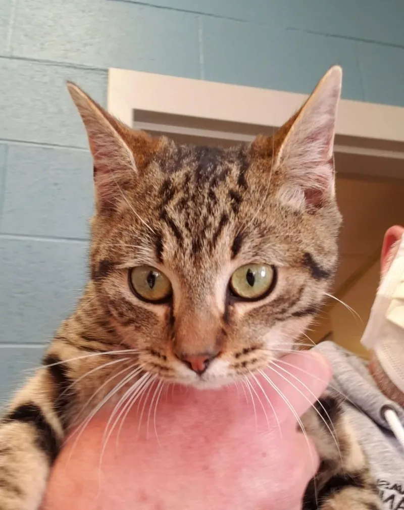 An adult medium-sized male Domestic Short Hair cat named Prancerdoppler for adoption in Johnson City, TN