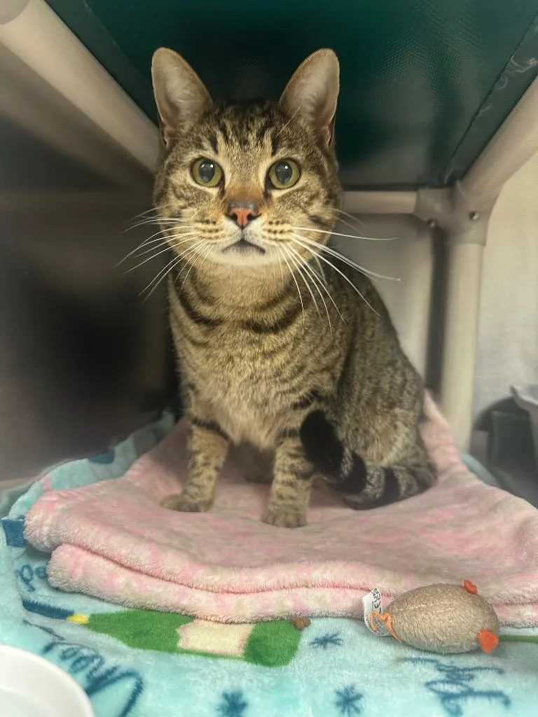 Prancerdoppler thumbnail 2