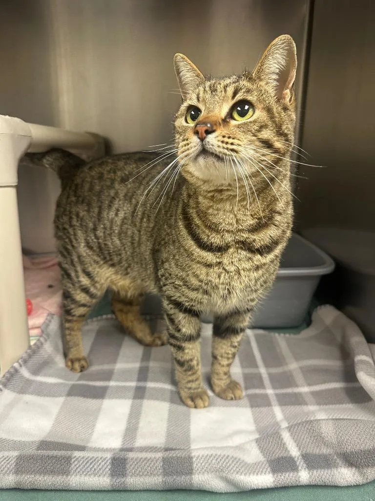 Prancerdoppler thumbnail 3