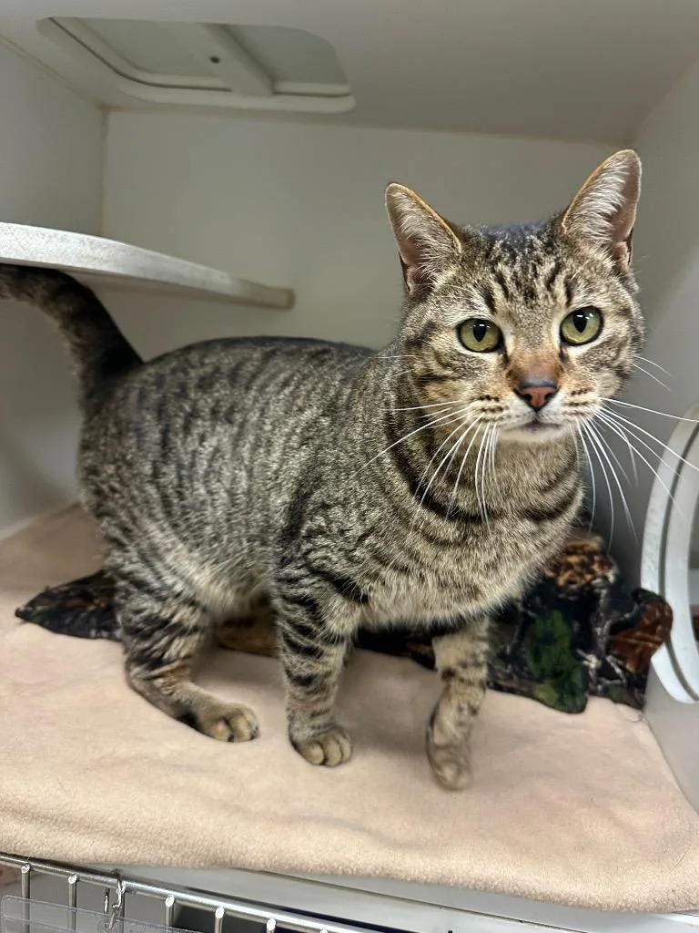 Prancerdoppler thumbnail 4