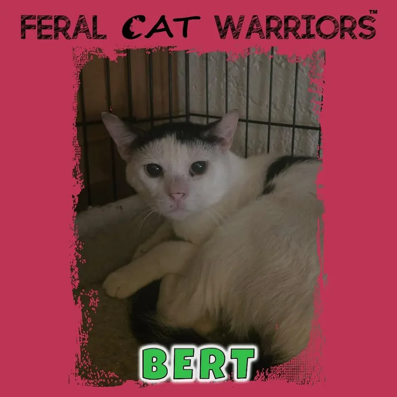 Bert