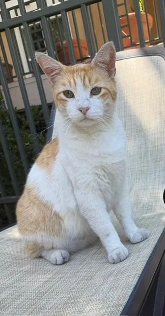 An adult large-sized male Orange & White Tabby cat named Walter for adoption in Los Altos Hills, CA