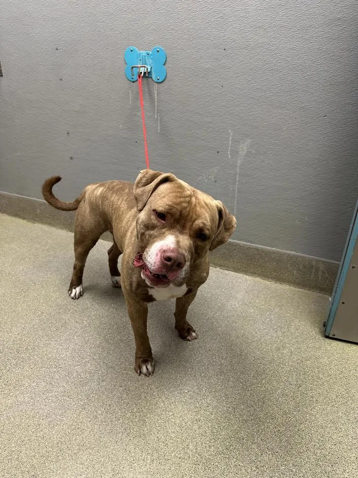 An adult extra large-sized male Pit Bull Terrier dog named Dean for adoption in Las Vegas, NV