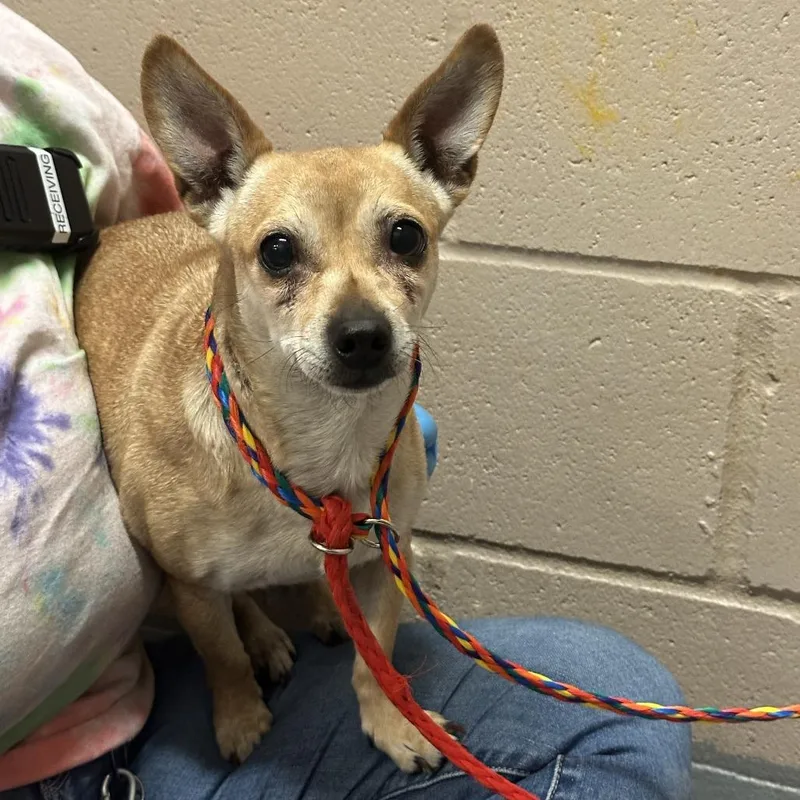 An adult small-sized female Brown / Chocolate Chihuahua dog named Sinclair for adoption in Tacoma, WA
