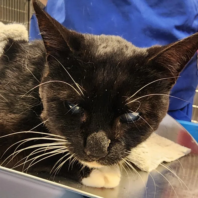 A senior medium-sized male Black Domestic Short Hair cat named Doggie for adoption in Greenville, SC