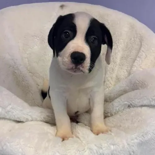 A baby medium-sized male Black Staffordshire Bull Terrier dog named Bowser for adoption in Bardstown, KY